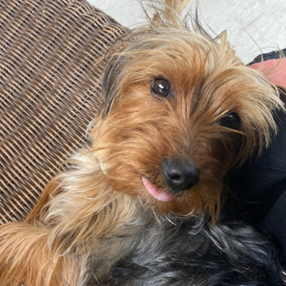 stxrexx